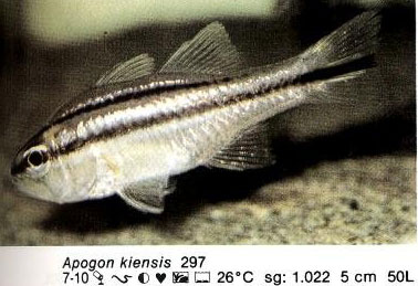 Apogon kiensis